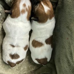 Angel - White and tan female Russell Terrier puppy in London, Kentucky from Norvell Kennels