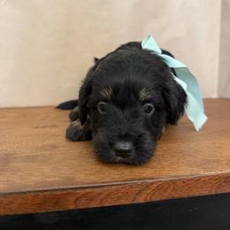 Red - Black tri-color male Aussiedoodle puppy in Eastland, Texas from H5 Mini Doodles