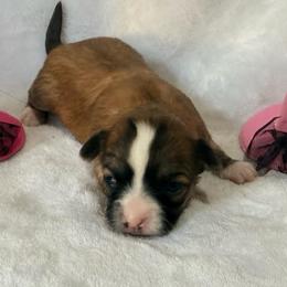 Sofia - Black sabled fawn female Chihuahua puppy in Seneca, Missouri from Stephanie’s Puppy Colony