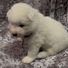 Fern - White female Samoyed puppy in Atkinson, Nebraska from Sandhills Samoyeds