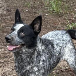 Australian Cattle Dogs, Australian Shepherds, Border Collies, and Working Dog Crosses from Blue Cypress Stock dogs