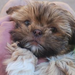 Gigi - Liver female Shih Tzu puppy in Paradise, California from Richview Shihtzu