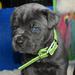 Green - Gray male Cane Corso puppy in Sault Ste Marie, Michigan from Willow Creek Cane Corsos