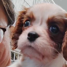 Cavalier King Charles Spaniels from Apple Blossom Cavaliers