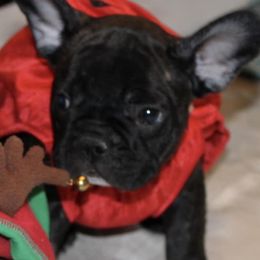 Brussels Griffons and French Bulldogs from Carissa's Brussels Griffons and French Bulldogs