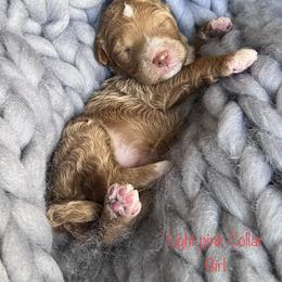 Poodle Puppies from Katie’s Standard Poodles
