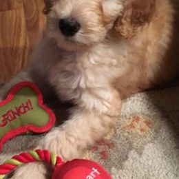 Double Doodles and Goldendoodles from Pawfect Doodles