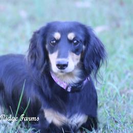 Dachshund Puppies from Shadow Ridge Farms