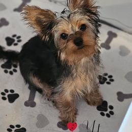 Valentino - Black and tan male Yorkshire Terrier puppy in Brooklyn, New York from York Terrier Treasures