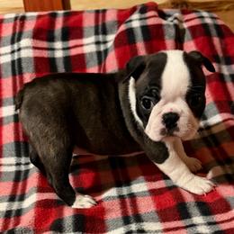 Girl 2 - Brindle and white female Boston Terrier puppy in West Liberty, Kentucky from 3B Kennels-Beth’s Best Boston’s