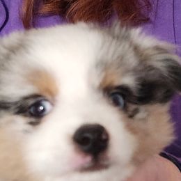 Miniature Australian Shepherds from Furner Farms