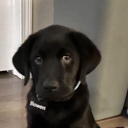 Bowen - Black male Labrador Retriever puppy in Concord, New Hampshire from Laurie & Joe's Labs