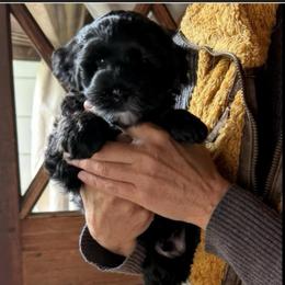 TangoWool Adagio - Black male Goldendoodle puppy in East Otis, Massachusetts from BridleWoof