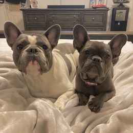 French Bulldogs from Vonny’s Frenchies