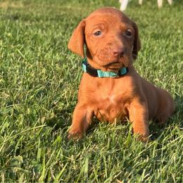 Female 6 - Golden rust female Vizsla puppy in Windsor, Maine from Pleasant Ridge
