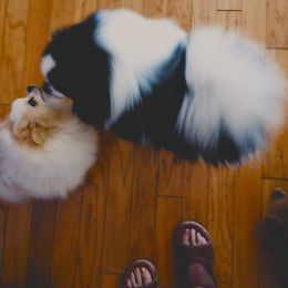Frisky black&white - Pomeranian