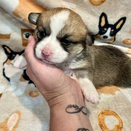 Girl 1 - Red female Pembroke Welsh Corgi puppy in Thornton, New Hampshire from Dinger’s Dogs