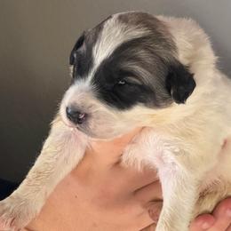 Victoria- red - Badger female Colorado Mountain Dog puppy in Cotopaxi, Colorado from Once Upon A Moose (OUM)