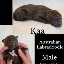 Kaa - Chocolate male Australian Labradoodle puppy in Roseburg, Oregon from Lookingglass Doodles