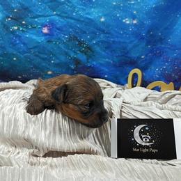 Mistletoe - Red female Maltipoo puppy in Neosho, Missouri from Star Light Pups