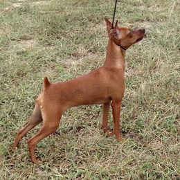 Miniature Pinschers from Cheristar