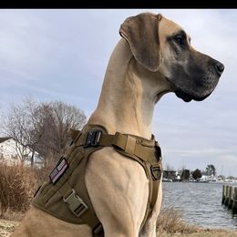 Great Danes from Ginger Danes