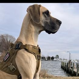 Great Danes from Ginger Danes