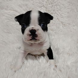 Humbug - Black brindle and white male Boston Terrier puppy in Catawba, North Carolina from Lil Wiggles Boston Terriers