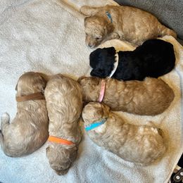 Cavapoo puppies from Magnolia Prairie Doodles
