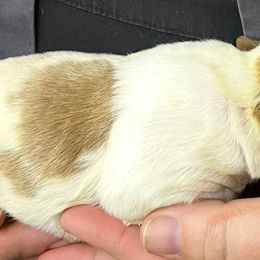 Daisy boy 4 - Orange and white male Brittany puppy in Floyd Knobs, Indiana from Cross Creek Brittanys