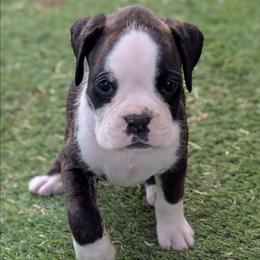 Cocoa - Brindle female Boxer puppy in Mountain Home, Idaho from LJK Boxers & Toy Aussies