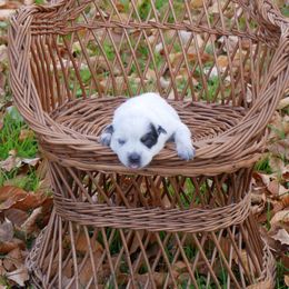 Dasher - Blue mottled female Australian Cattle Dog puppy in Buffalo Valley, Tennessee from Buffalo Valley Breeders