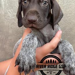Male 3 - Liver roan male German Shorthaired Pointer puppy in Weeki Wachee, Florida from River Ridge GSP