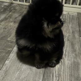 Pomeranian Puppies from Silver’s Reigning Heir Poms