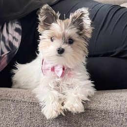 Jewels  - Yorkshire Terrier