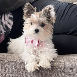 Jewels  - Yorkshire Terrier