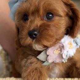 Bernedoodle, Cavapoo, and Goldendoodle Puppies from Blackberry Farm Puppies