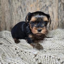 Jemma - Black and gold female Yorkshire Terrier puppy in Mountain Grove, Missouri from Precious Puppies