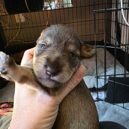 Opal - Liver female Miniature Schnauzer puppy in Fredericksburg, Virginia from Liver Legends