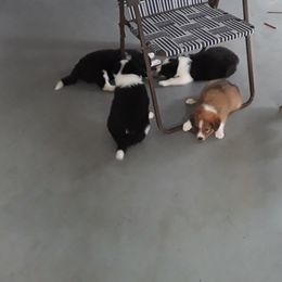 Border Collie Puppies from Oddity Kennels