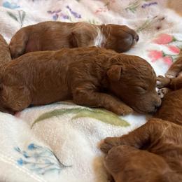 Zeke - Red  male Goldendoodle puppy in Lillington, North Carolina from Peace, Love, and Puppies at the Creek