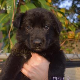 Lavender Collar - Black female German Shepherd puppy in Orlando, Florida from AceHaven Canines