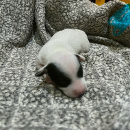 Border Collie and Jack Russell Terrier Puppies from CP FARMS BORDER COLLIES N JACKS CORP