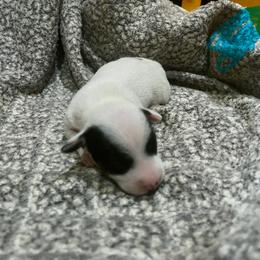 Border Collie and Jack Russell Terrier Puppies from CP FARMS BORDER COLLIES N JACKS CORP