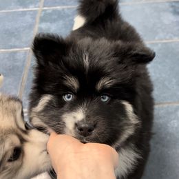 Pomsky Puppies from PomskyParadise