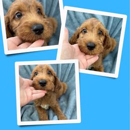 Bourbon - Red male Irish Doodle puppy in Bluefield, Virginia from Love on a Leash