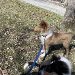 Collie Puppies from Goldsun Collies