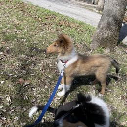 Collie Puppies from Goldsun Collies