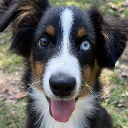 Miniature American Shepherds from Calyx Miniature American Shepherds