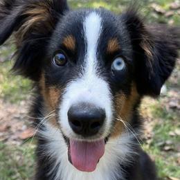 Miniature American Shepherds from Calyx Miniature American Shepherds